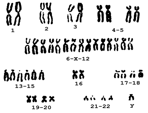 Кратка характеристика хромосом - student2.ru