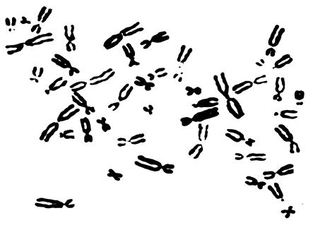 Кратка характеристика хромосом - student2.ru