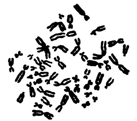 Кратка характеристика хромосом - student2.ru