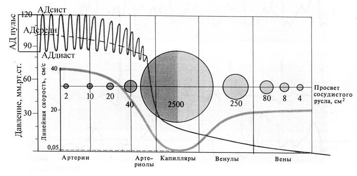 Краткая характеристика основных гемодинамических показателей - student2.ru