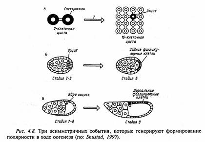 краткий обзор развития дрозофилы - student2.ru