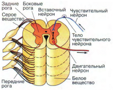 Кровоснабжение спинного мозга - student2.ru