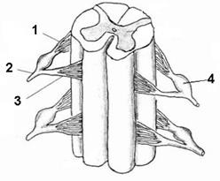 Кровоснабжение спинного мозга - student2.ru