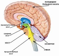 Кровоснабжение спинного мозга - student2.ru