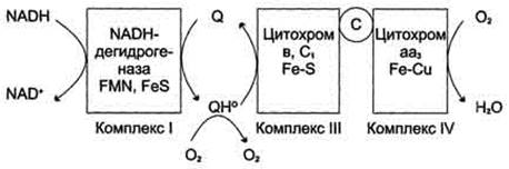 Ксильный радикал, пероксинитрит. Их образование, причины токсичности. Фи- - student2.ru