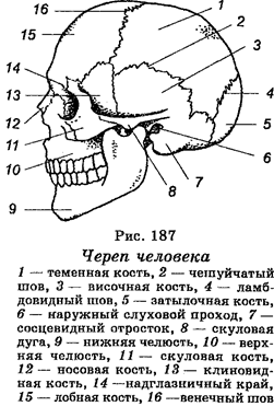 Культурное развитие человека - student2.ru