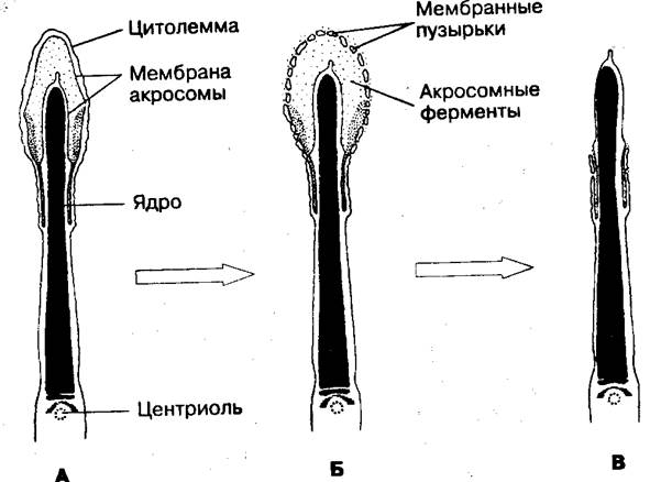 лабораторная работа 3.1 - student2.ru