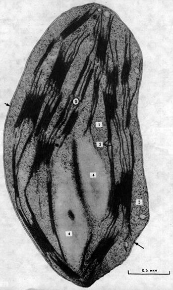 Лабораторная работа № 4. Ультраструктура хлоропластов - student2.ru