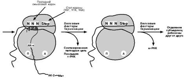 Лекарственное ингибирование - student2.ru