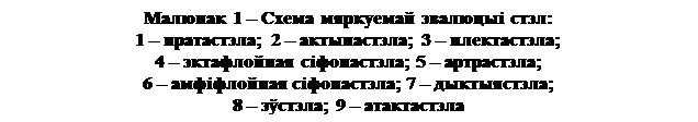 Лекция 1. Агульная характарыстыка вышэйшых раслін і іх адрозненне ад водарасцей - student2.ru