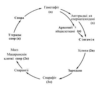 Лекция 1. Агульная характарыстыка вышэйшых раслін і іх адрозненне ад водарасцей - student2.ru