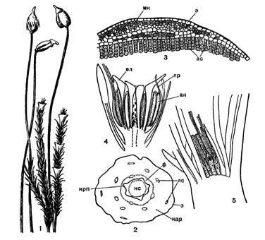 Лекция 2. Аддзел мохападобныя (Bryophyta). Агульная характарыстыка, класіфікацыя.Цыкл развіцця зязюліна льну звычайнага - student2.ru