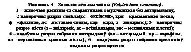 Лекция 2. Аддзел мохападобныя (Bryophyta). Агульная характарыстыка, класіфікацыя.Цыкл развіцця зязюліна льну звычайнага - student2.ru