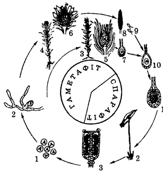 Лекция 2. Аддзел мохападобныя (Bryophyta). Агульная характарыстыка, класіфікацыя.Цыкл развіцця зязюліна льну звычайнага - student2.ru