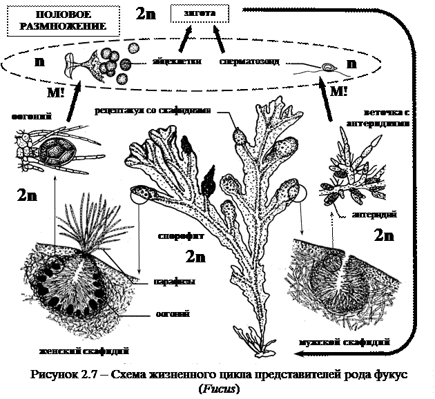 Лекция 2. Отдел Бурые водоросли. Общая характеристика. Морфологическое и анатомическое строение таллома. Размножение. Классификация) - student2.ru