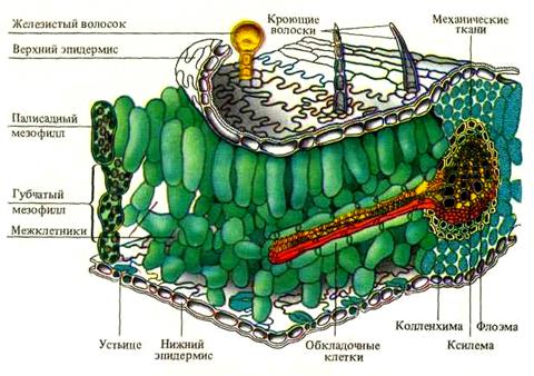 Лекция 2. Структурная организация фотосинтетического аппарата, строение листа как органа фотосинтеза, ультраструктура и онтогенез хлоропластов - student2.ru