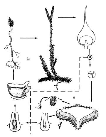 Лекция 3. Аддзел деразападобные (Lycopodiophyta). Агульная характарыстыка, класіфікацыя. Цыкл развіцця дзеразы булавападобнай - student2.ru