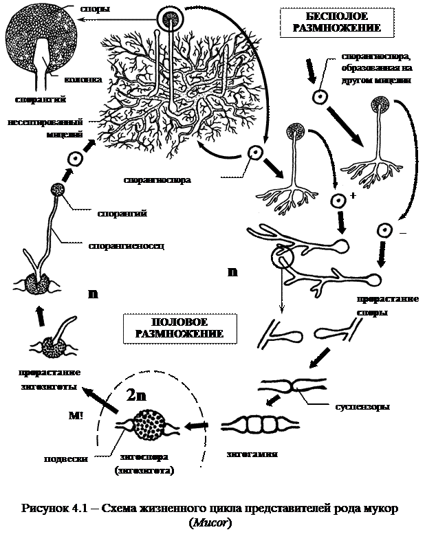 Лекция 4. Отдел Зигомикотовые грибы. Общая характеристика. Основные представители. Особенности протекания жизненного цикла - student2.ru
