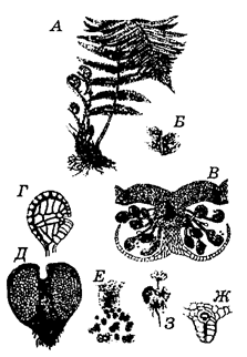 Лекция 5. Аддзел папарацепадобныя (Polypodiophyta). Агульная характарыстыка, класіфікацыя. Цыкл развіцця шчытоўніка мушчынскага - student2.ru