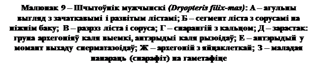 Лекция 5. Аддзел папарацепадобныя (Polypodiophyta). Агульная характарыстыка, класіфікацыя. Цыкл развіцця шчытоўніка мушчынскага - student2.ru