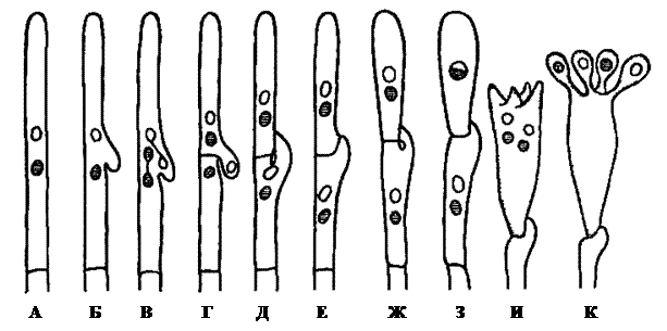 Лекция 5. Отдел Базидиомикотовые грибы. Общая характеристика. Особенности протекания жизненного цикла. Принципы деления на крупные таксоны - student2.ru