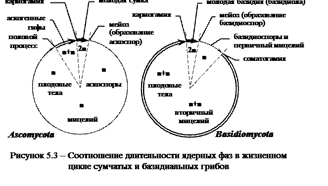 Лекция 5. Отдел Базидиомикотовые грибы. Общая характеристика. Особенности протекания жизненного цикла. Принципы деления на крупные таксоны - student2.ru