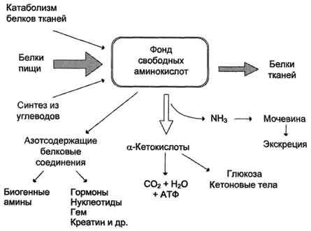 Лекция № 2. Основные пути обмена аминокислот в тканях - student2.ru