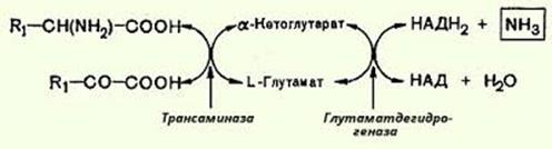 Лекция № 2. Основные пути обмена аминокислот в тканях - student2.ru