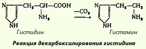 Лекция № 2. Основные пути обмена аминокислот в тканях - student2.ru