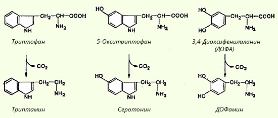 Лекция № 2. Основные пути обмена аминокислот в тканях - student2.ru