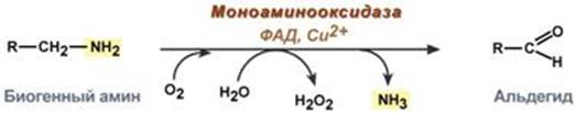 Лекция № 2. Основные пути обмена аминокислот в тканях - student2.ru