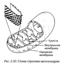 Лекция № 3 Органоиды клетки. 20.09. - student2.ru