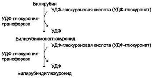 Лекция № 4.Обмен хромопротеинов. Распад гемоглобина - student2.ru