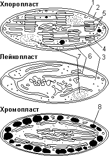 Лекция № 7. Эукариотическая клетка: строение и функции органоидов - student2.ru