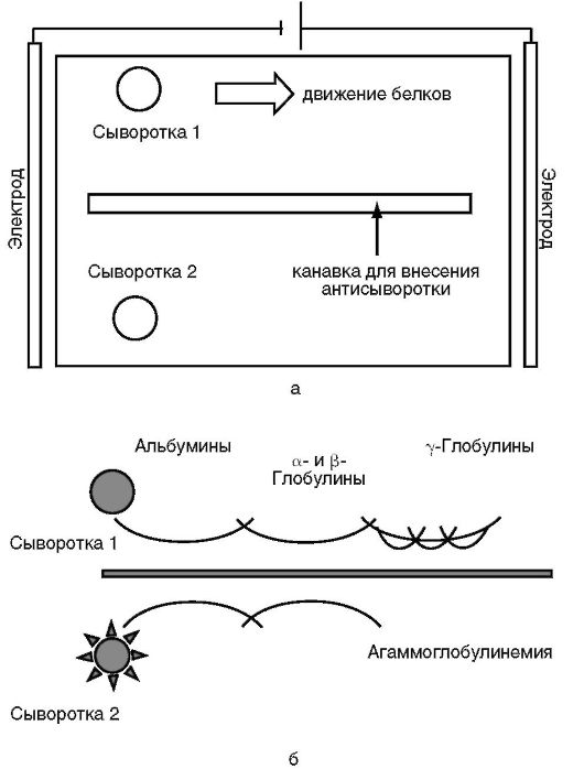 линии мышей с генетическими дефектами, затрагивающими иммунную систему - student2.ru