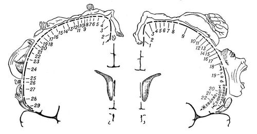Локализация функций в коре полушарий большого мозга - student2.ru