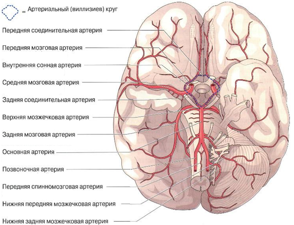 Локализация функций в коре полушарий большого мозга - student2.ru