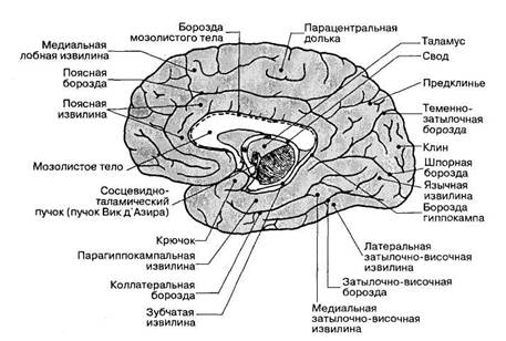 Локализация функций в коре полушарий большого мозга - student2.ru