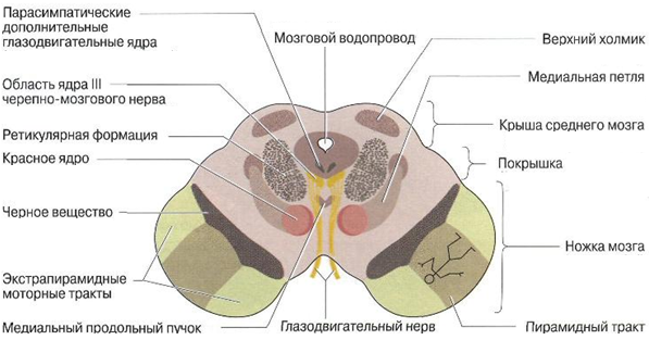 Локализация функций в коре полушарий большого мозга - student2.ru