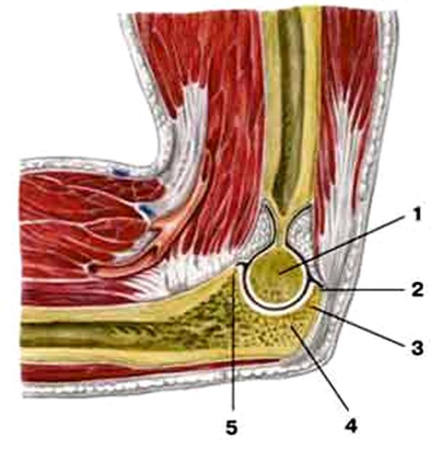 Локтевой сустав (вертикальный разрез) - student2.ru