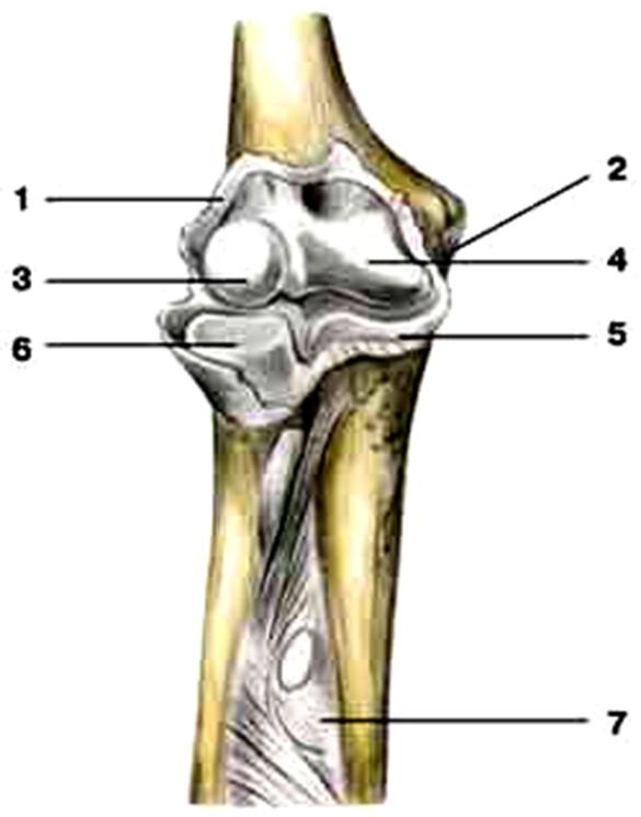 Локтевой сустав (вертикальный разрез) - student2.ru
