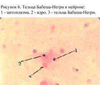 Мазок с конъюнктивы берут стерильным тампоном и помещают в ВТС, после чего проводят центрифугирование взятого материала и его замораживание - student2.ru