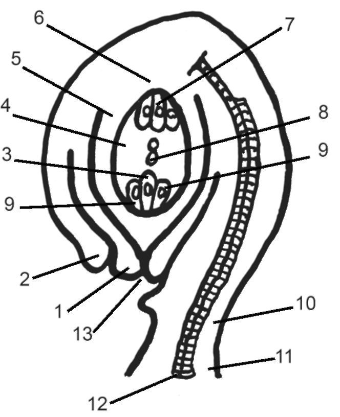 На рисунке семязачаток обозначен цифрой. Нуцеллус семяпочки. Строение семязачатка. Семязачаток покрытосеменных растений. Схема строения семязачатка и цветка.