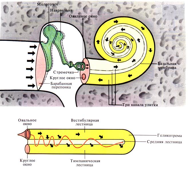 Механика передачи звуковых волн в перепончатый лабиринт улитки - student2.ru