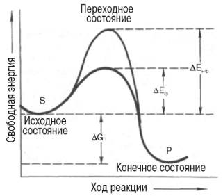 механизм действия ферментов - student2.ru