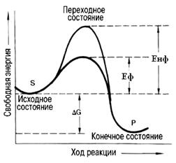 Механизм действия ферментов - student2.ru