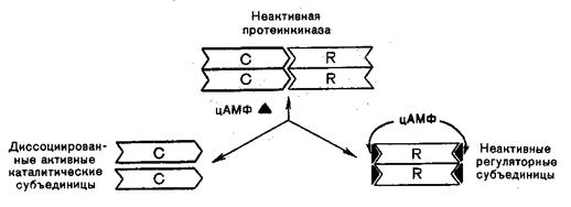 Механизм действия гормонов пептидной природы - student2.ru