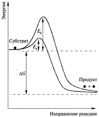 Механизм ферментативного катализа - student2.ru