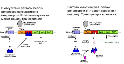 Механизм индукции на примере Lac-оперона - student2.ru