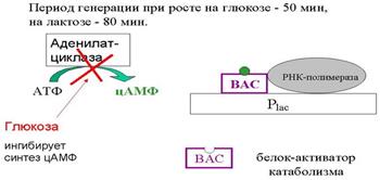 Механизм индукции на примере Lac-оперона - student2.ru